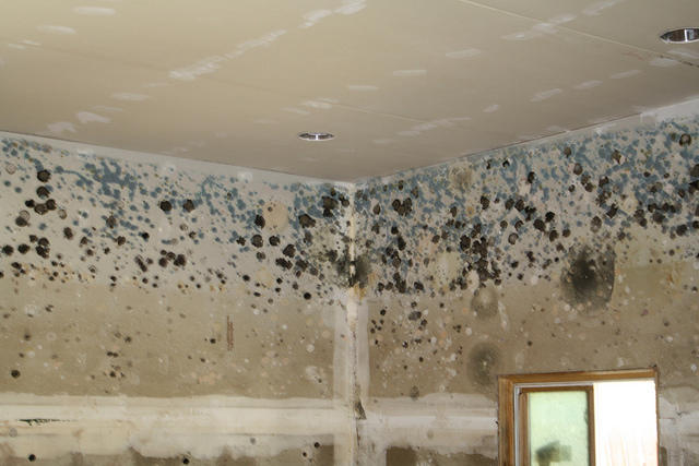 Does Black Mold Cause Asthma And Other Health Concerns Being A 